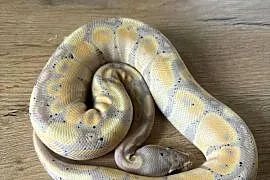 Python królewski Banana