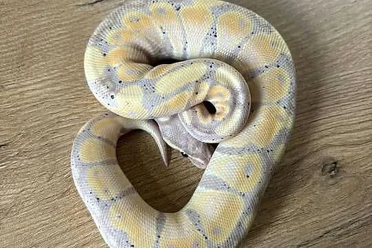 Python królewski Banana, Mazowieckie, Błonie