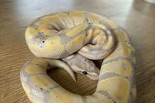 Python królewski Banana, Mazowieckie, Błonie