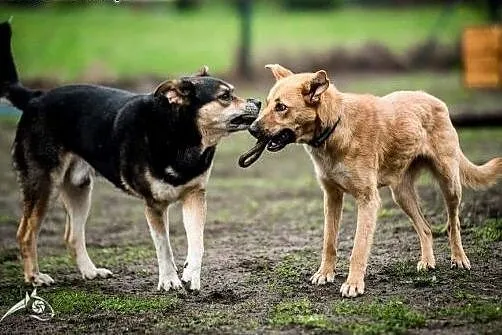 LORI da Ci bezwarunkową miłość :-),  śląskie Katow