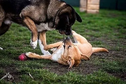 LORI da Ci bezwarunkową miłość :-),  śląskie Katow