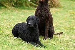 SPRZEDAM szczeniata Curly Coated Retriever,  Przyg