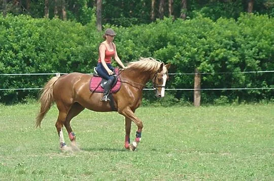 Wydzierżawię klacz sportową, Serock