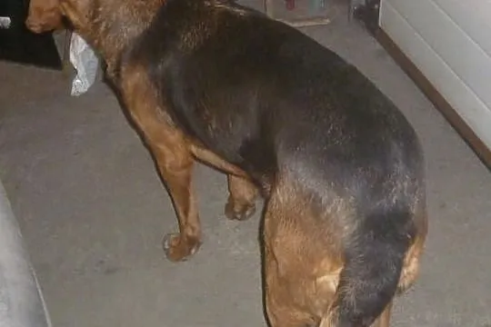 Oddam w dobre ręce psa rasy ogar polski z rodowode