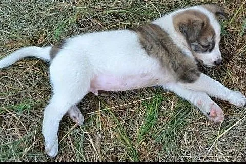Ok. 2,5 mies. Niuniuś do pokochania od zaraz !,  m