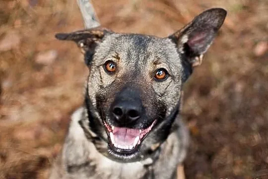 3 letni uroczy chłopak do adopcji :) pokochaj Bern