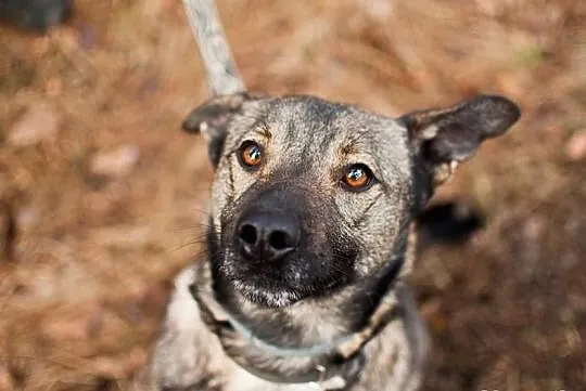 3 letni uroczy chłopak do adopcji :) pokochaj Bern