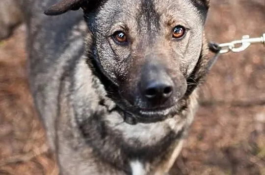 3 letni uroczy chłopak do adopcji :) pokochaj Bern