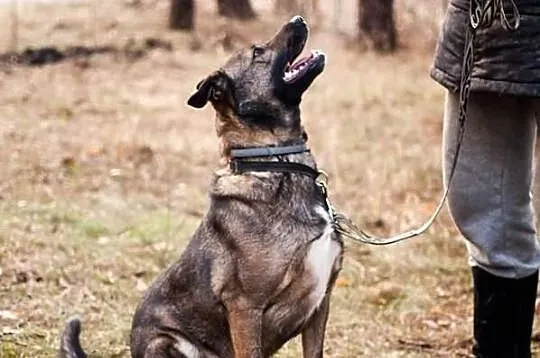 3 letni uroczy chłopak do adopcji :) pokochaj Bern