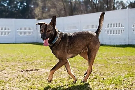 3 letni uroczy chłopak do adopcji :) pokochaj Bern