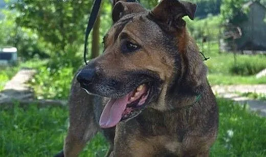 Wyjątkowa Diana szuka domu!, dolnośląskie Jelenia
