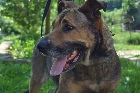 Wyjątkowa Diana szuka domu!,  dolnośląskie Jelenia