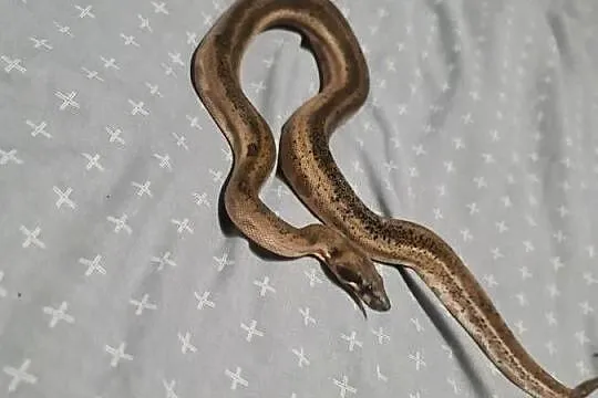 Boa cesarskie, Pomorskie, Mosty