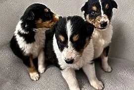 Szczeniaczki Owczarek szkocki Collie