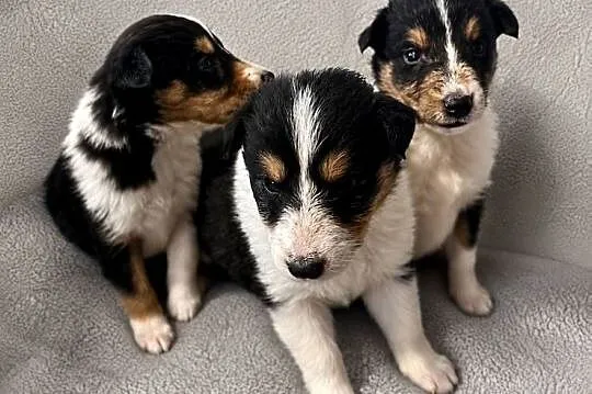 Szczeniaczki Owczarek szkocki Collie