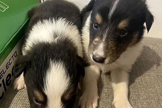Szczeniaczki Owczarek szkocki Collie, Warmińsko-mazurskie, Iława