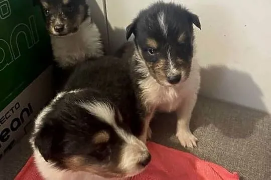 Szczeniaczki Owczarek szkocki Collie, Warmińsko-mazurskie, Iława