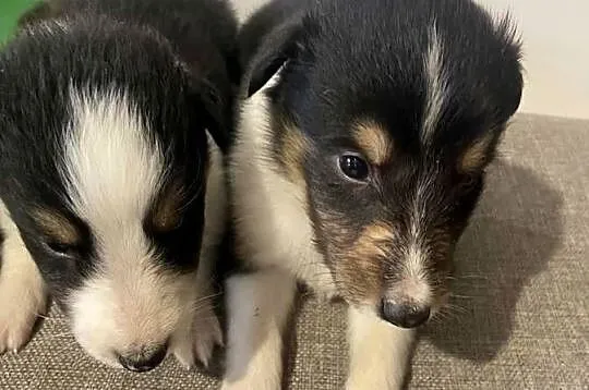 Szczeniaczki Owczarek szkocki Collie, Warmińsko-mazurskie, Iława