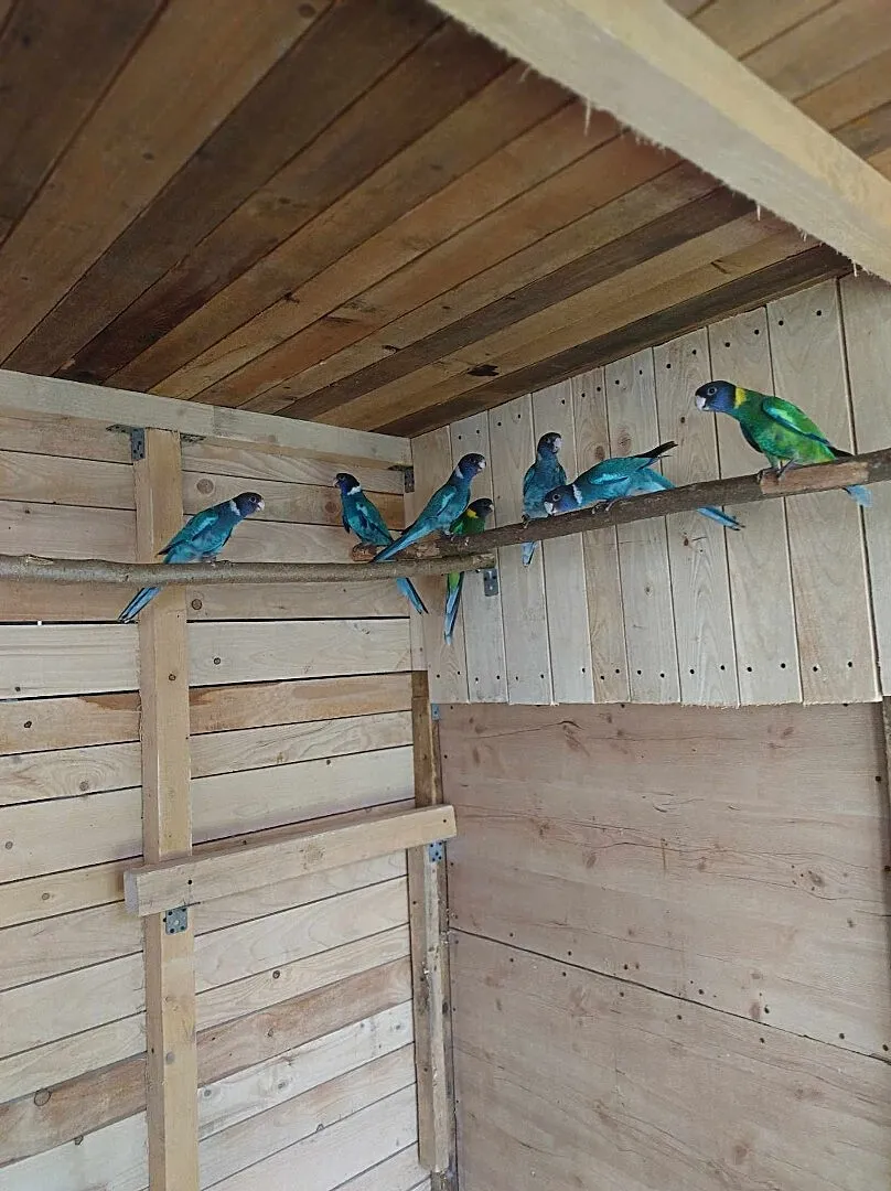 Papugi Krageny niebieskie, Podkarpackie, Jasło