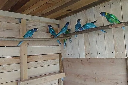 Papugi Krageny niebieskie, Podkarpackie, Jasło