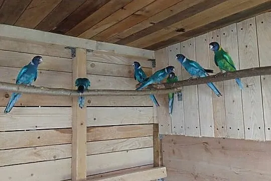 Papugi Krageny niebieskie, Podkarpackie, Jasło