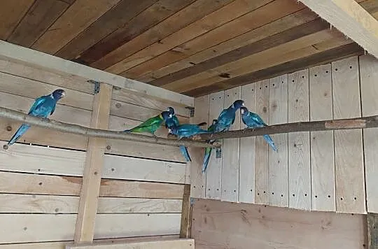 Papugi Krageny niebieskie, Podkarpackie, Jasło