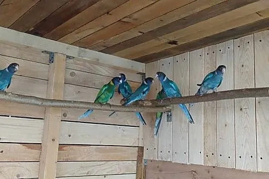 Papugi Krageny niebieskie, Podkarpackie, Jasło