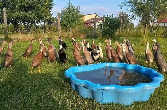 Biegusy indyjske, Małopolskie, Oświęcim