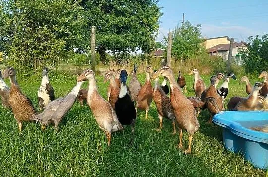 Biegusy indyjske, Małopolskie, Oświęcim