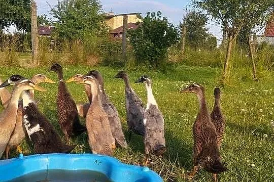 Biegusy indyjske, Małopolskie, Oświęcim