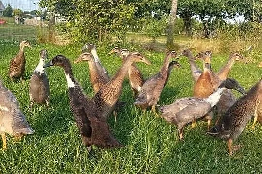 Biegusy indyjske, Małopolskie, Oświęcim