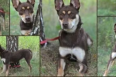 Pokochaj i przygarnij Malagę,  śląskie Gliwice