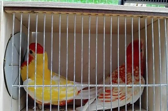 Papugi rozelle, Pomorskie, Prabuty
