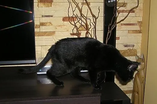 Magia czarnego kota pokochaj Bibę !,  dolnośląskie