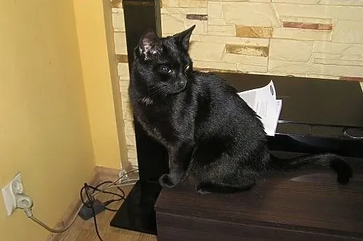 Magia czarnego kota pokochaj Bibę !,  dolnośląskie