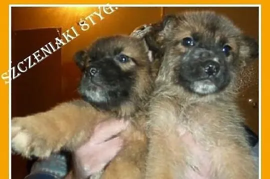 Szczeniaki Leonki,pieski,suczka, większe docelowo.
