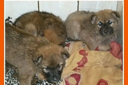 Szczeniaki Leonki,pieski,suczka, większe docelowo.