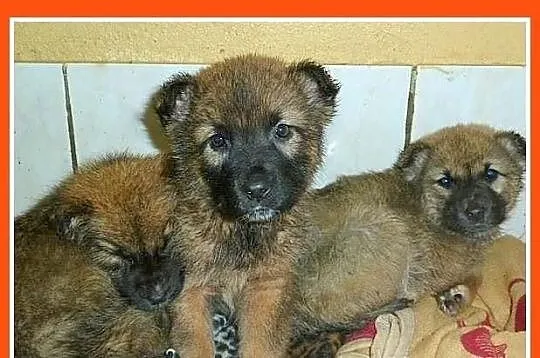 Szczeniaki Leonki,pieski,suczka, większe docelowo.