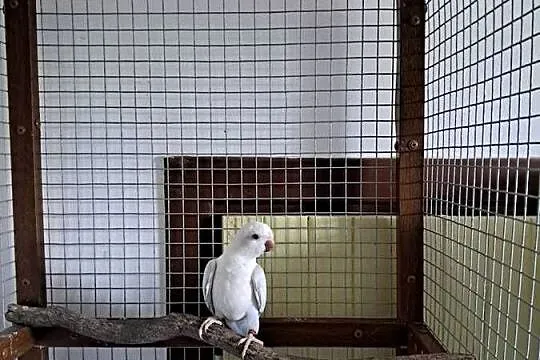 Papuga mnicha biało-niebieska, Małopolskie, Zawada