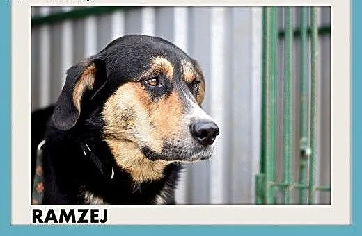 RAMZEJ,średni,mądry,spokojny,zrównoważony pies.ADO