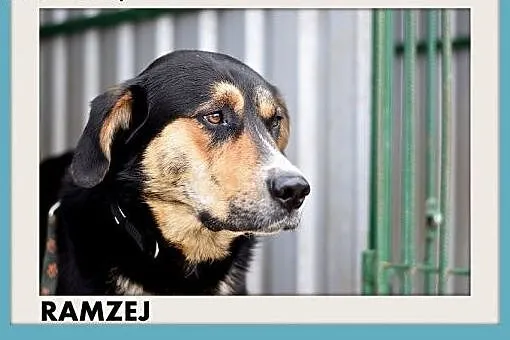 RAMZEJ,średni,mądry,spokojny,zrównoważony pies.ADO