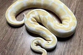 Pyton Królewski Albinos, Piękna samiczka