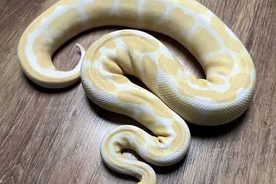 Pyton Królewski Albinos, Piękna samiczka, Dolnośląskie, Wrocław