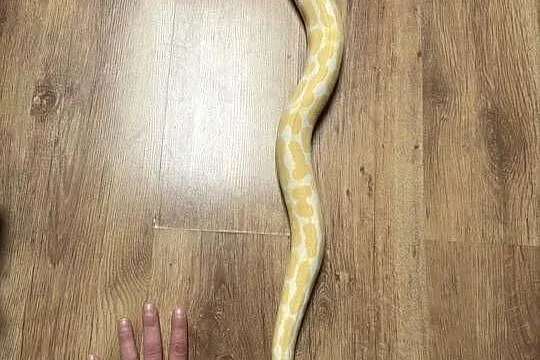 Pyton Królewski Albinos, Piękna samiczka, Dolnośląskie, Wrocław