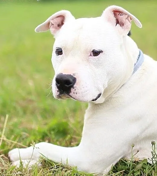 Gomes 7letni amstaff szuka domu, opolskie Opole