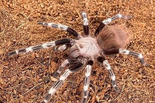 Pająk ptasznik Nhandu chromatus samica 5cm DC