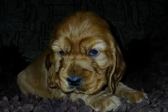 Śliczne Szczenięta Cocker Spaniel Angielski