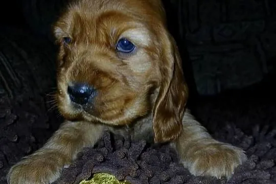 Śliczne Szczenięta Cocker Spaniel Angielski, Łódzkie, Sieradz