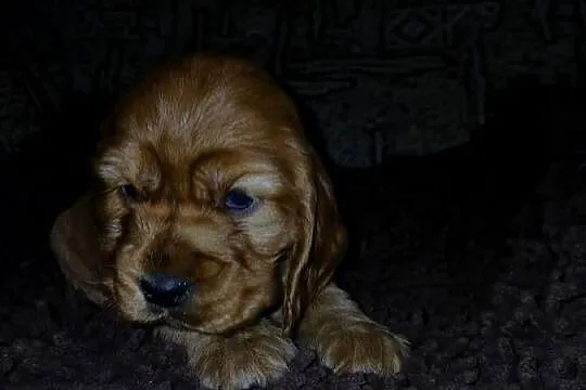 Śliczne Szczenięta Cocker Spaniel Angielski, Łódzkie, Sieradz