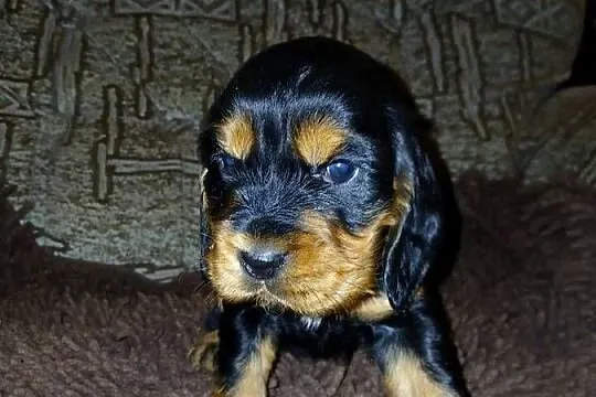 Śliczne Szczenięta Cocker Spaniel Angielski, Łódzkie, Sieradz